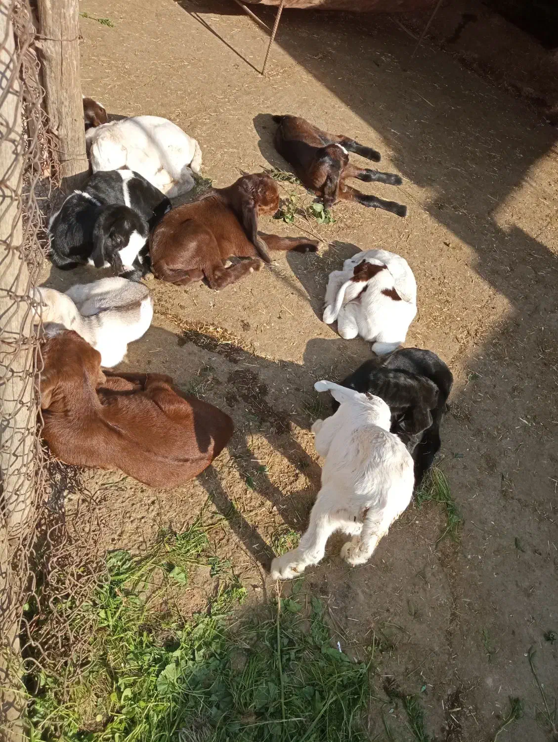 گم شده|حیوانات|اندیمشک, |دیوار