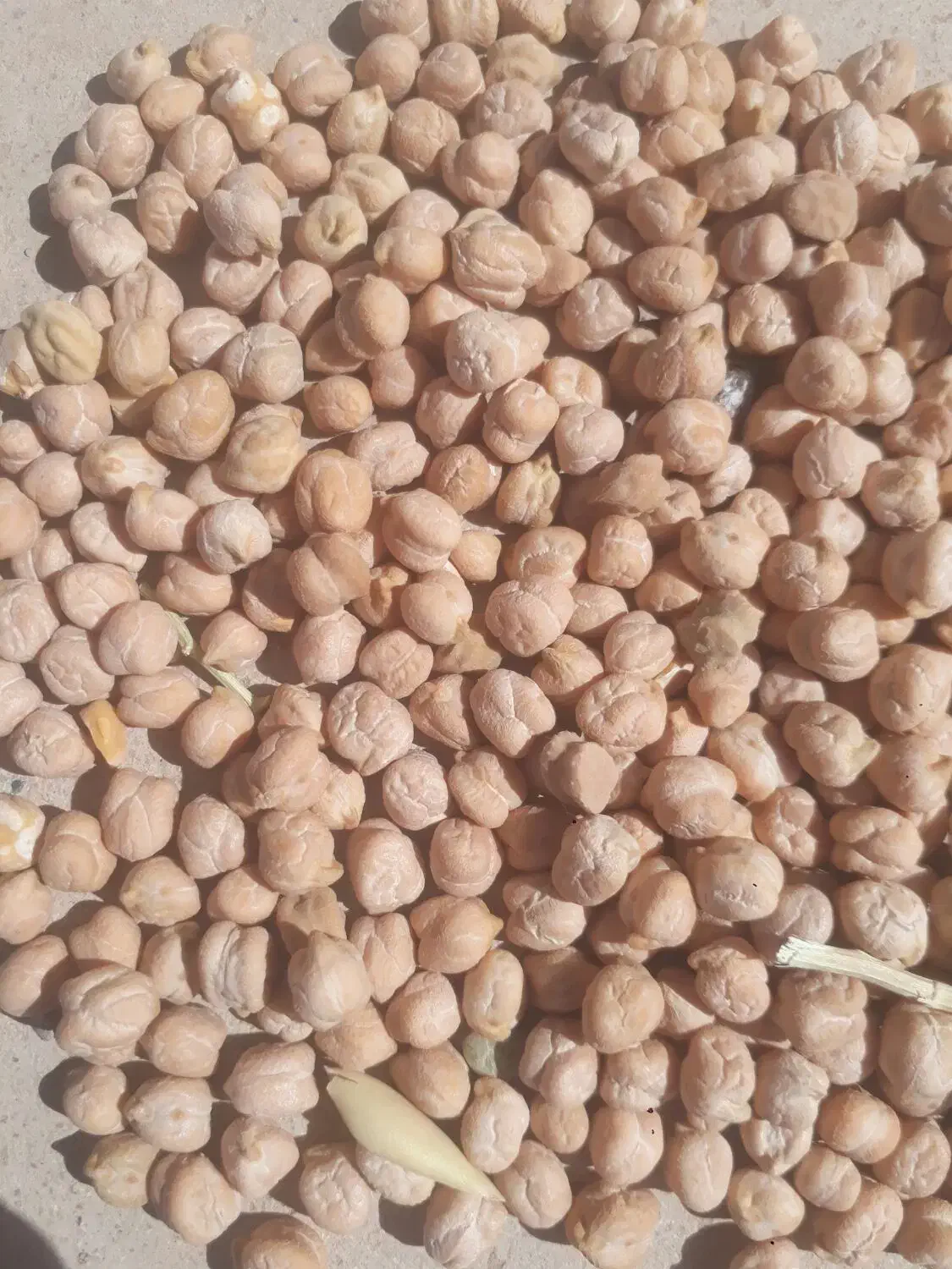 فروش یک تن نخودو ۳۰۰ کیلو نخود|عمدهفروشی|قیدار, |دیوار