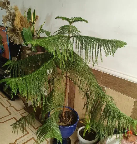 کاج|گل و گیاه طبیعی|شیراز, کوشک میدان|دیوار