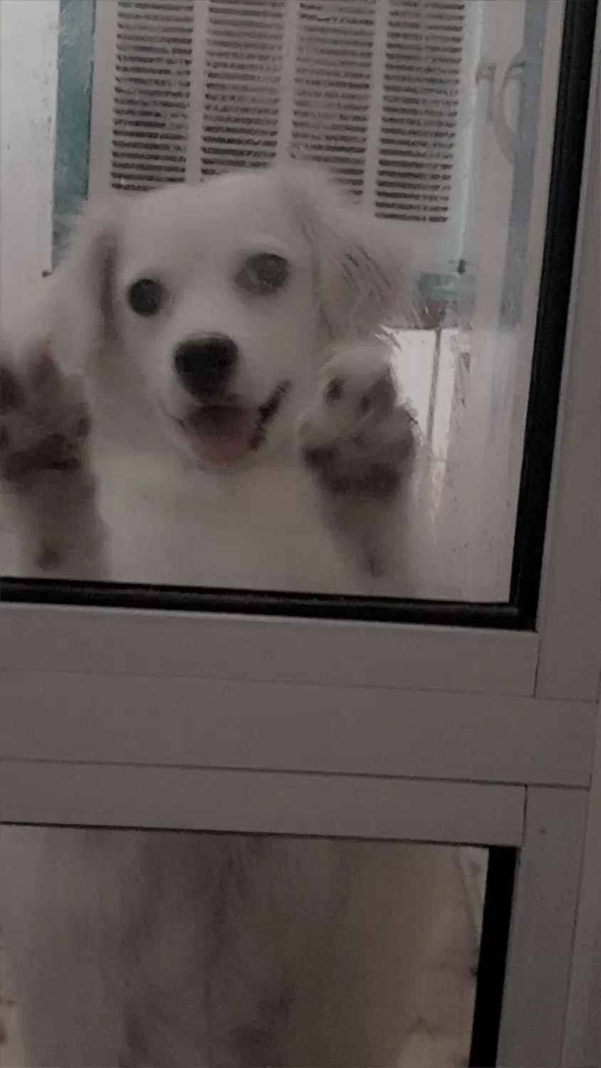 واگذاری پت خانگی تر و تمیز و حرف گوش کن ۵میلیون|سگ|اصفهان, آزادگان|دیوار