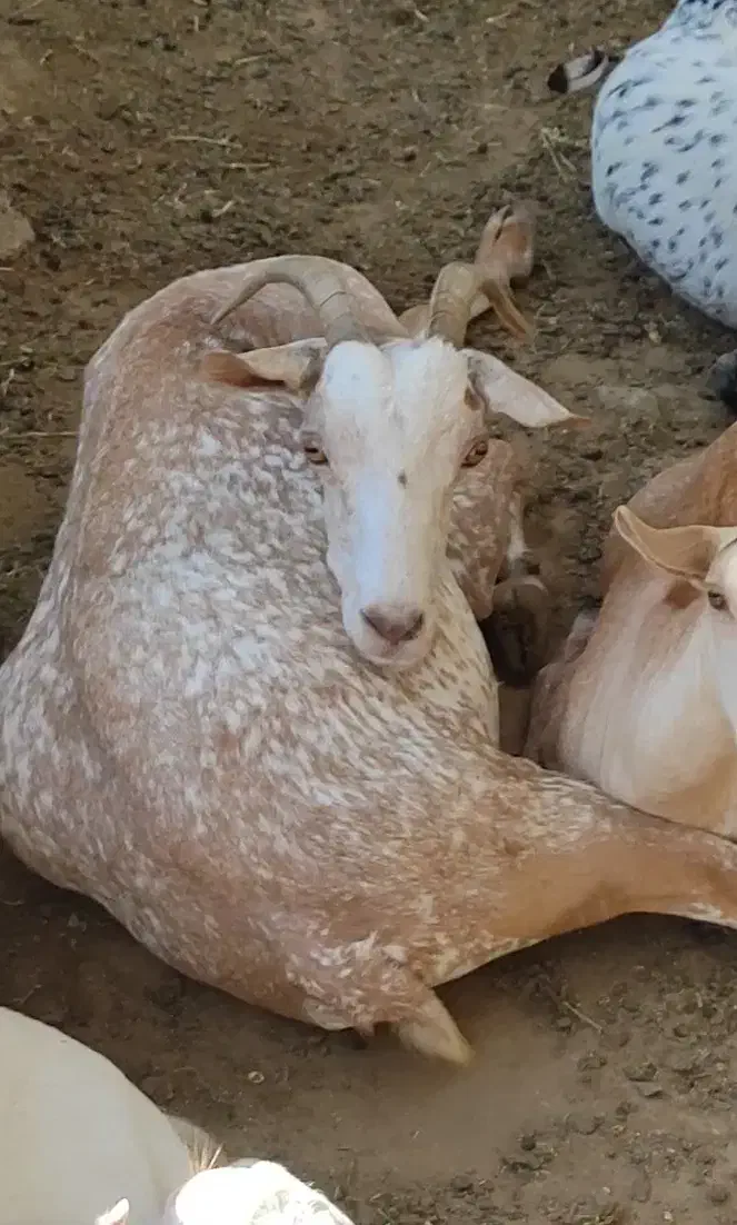 بز اصل صلاله‌ وارداتی|حیوانات مزرعه|چابهار, |دیوار