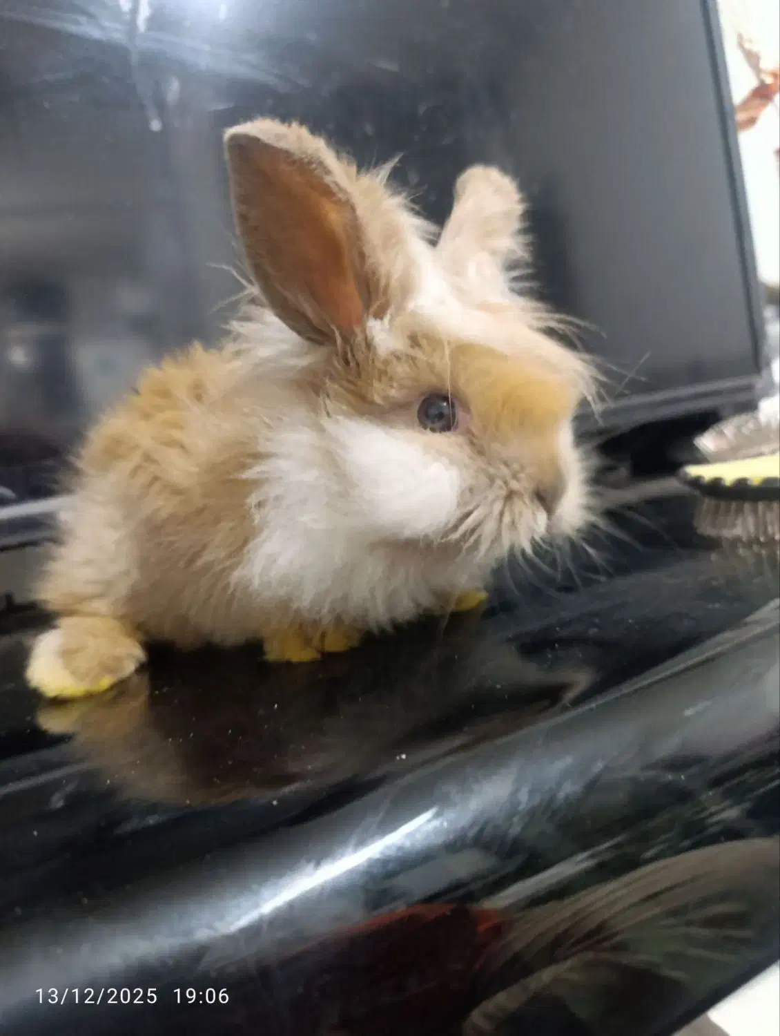 خرگوش لوپ سیلور|موش و خرگوش|کرمان, |دیوار