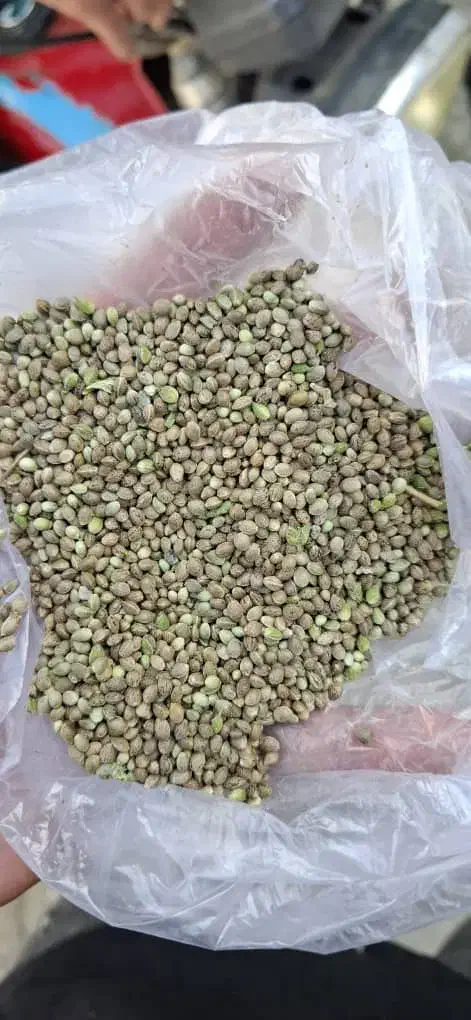 خریدو فروش گشنیز|عمده‌فروشی|گیان, |دیوار