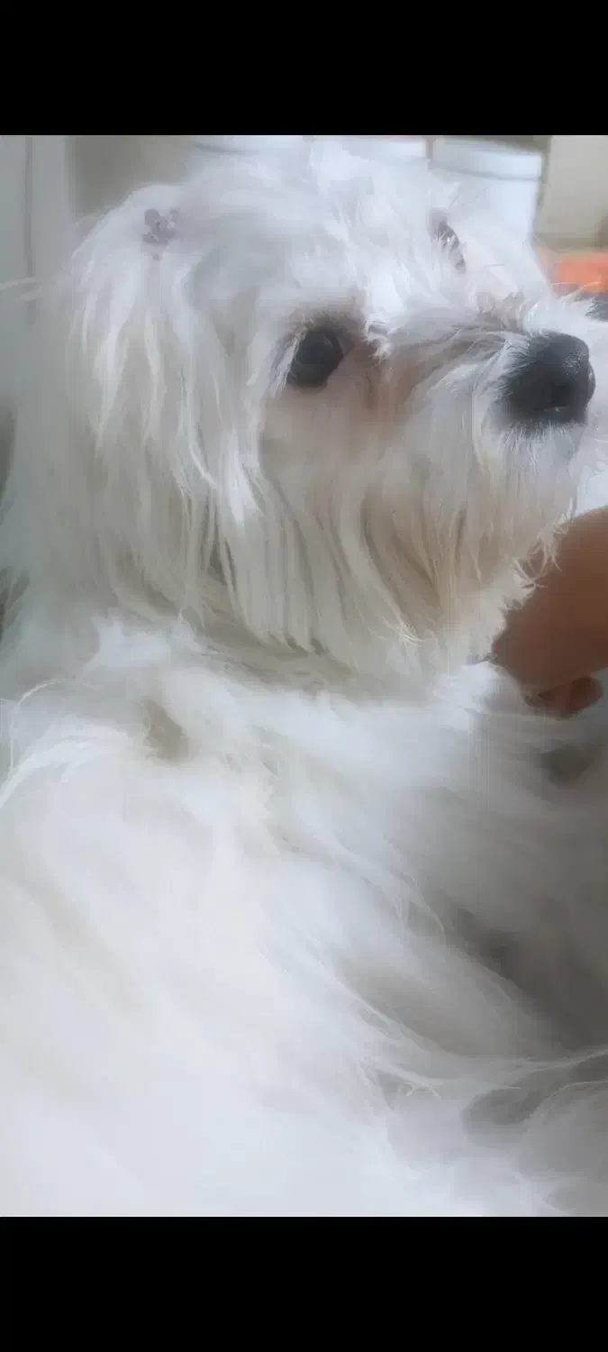 واگذاری|سگ|قزوین, |دیوار