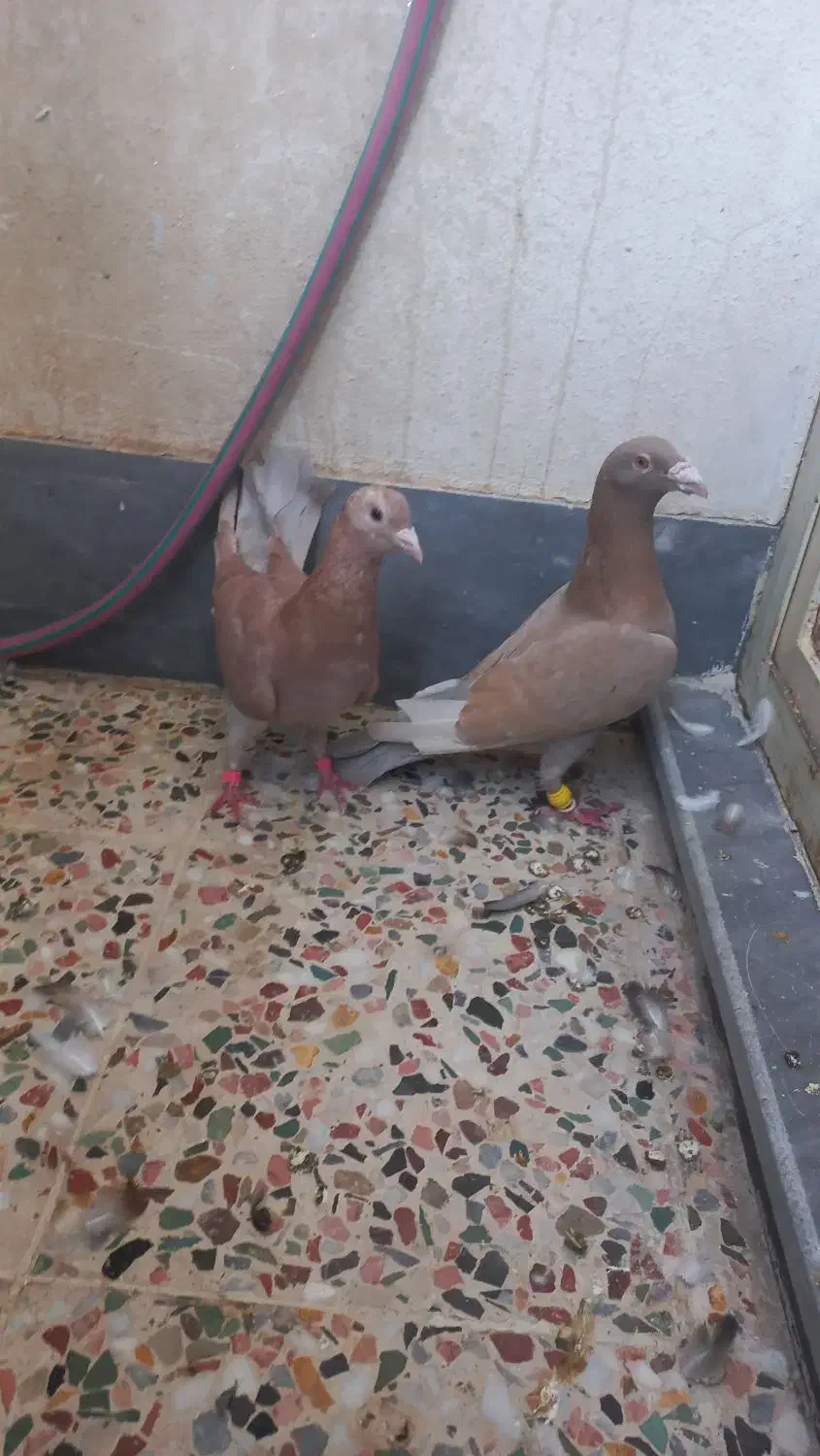 نرماده کلون|پرنده|اندیمشک, |دیوار