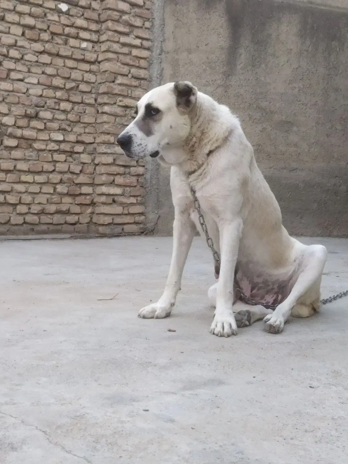 ماده آلابای روسی|سگ|سیمین شهر, |دیوار