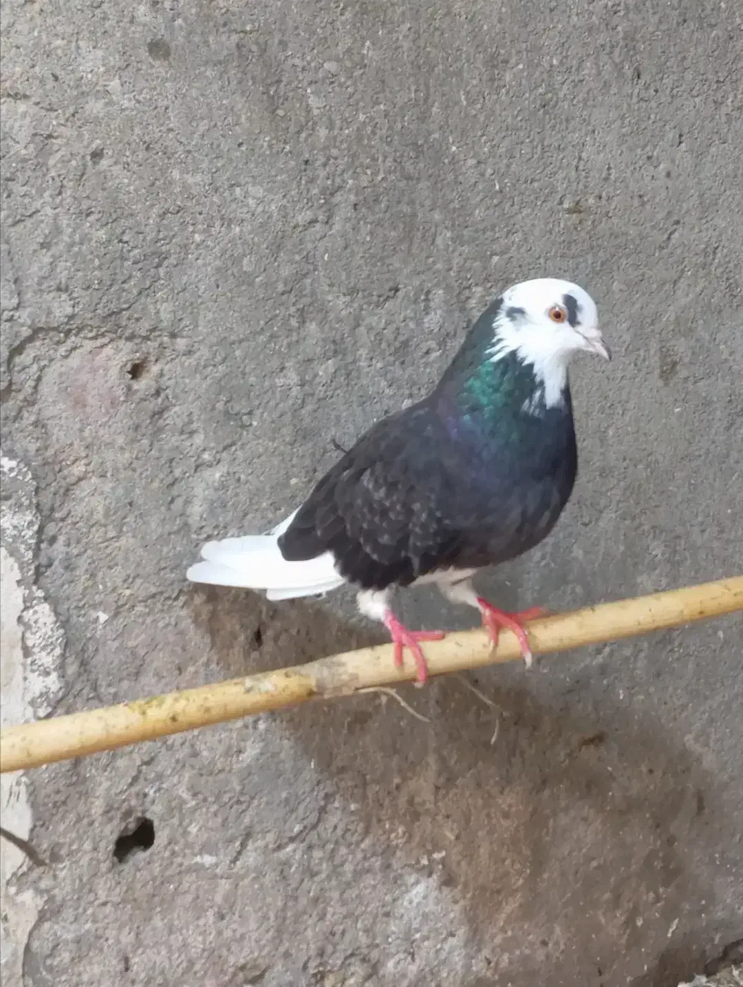 غریب گیری|پرنده|قائمشهر, |دیوار