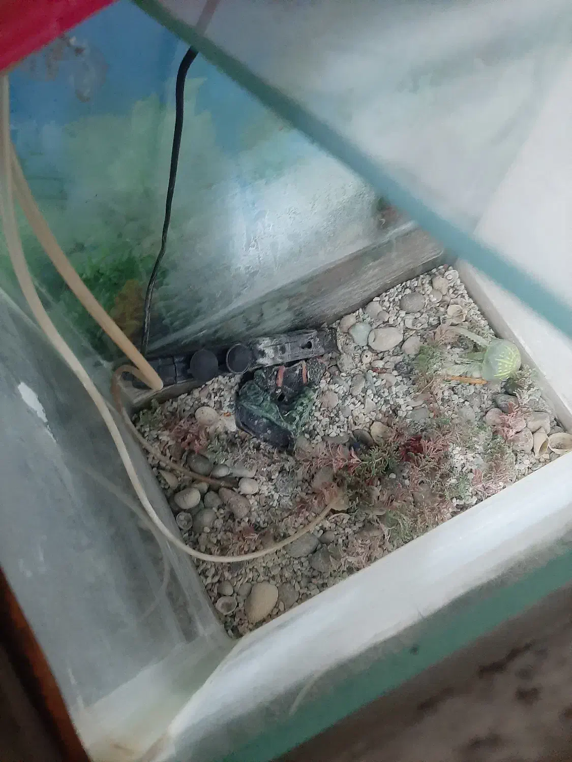 آکواریم دوتکه کمدی ام دی اف|ماهی|رباط‌کریم, رباط‌کریم|دیوار