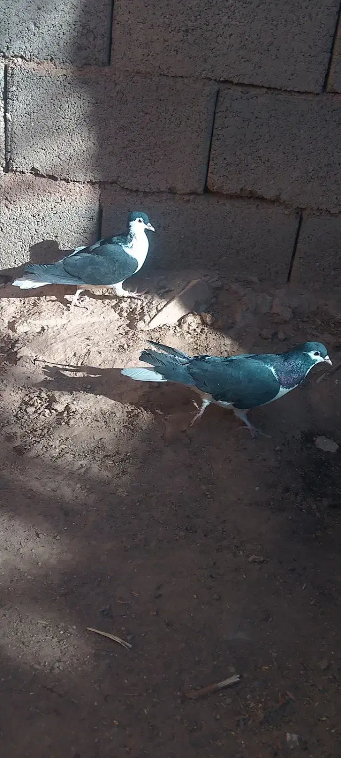 کفتر عمری|پرنده|آیسک, |دیوار