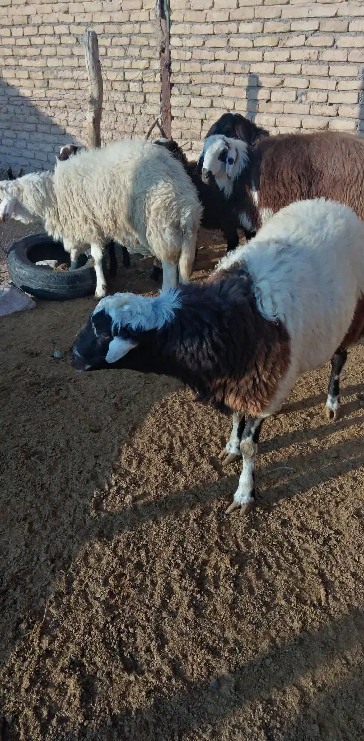 5بره نر پلنگی|حیوانات مزرعه|زاوه, |دیوار