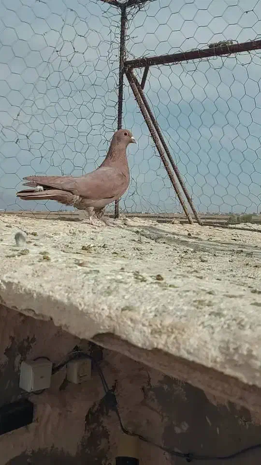 گلی نر عطیقه و ماده کلاغ خوشکل|پرنده|رفسنجان, |دیوار