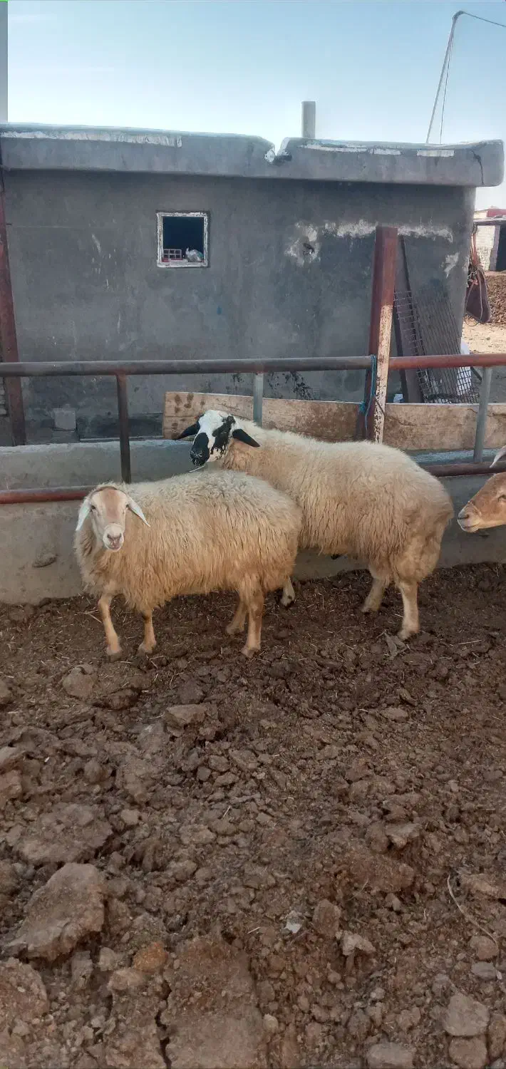 ۵عدد گوسفند دامازدیخ|حیوانات مزرعه|ارشق, |دیوار