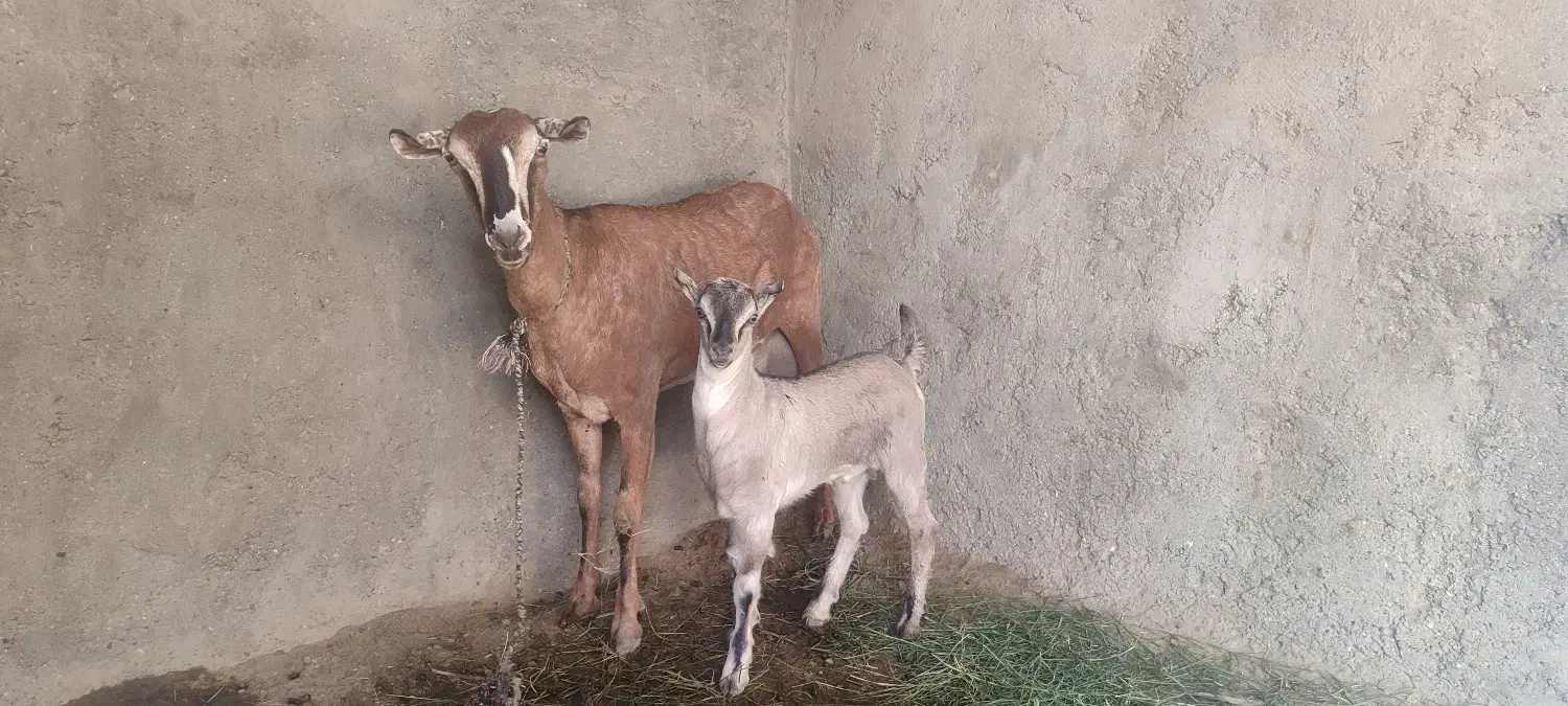 بز سومال با کهر نر|حیوانات مزرعه|تخت, |دیوار