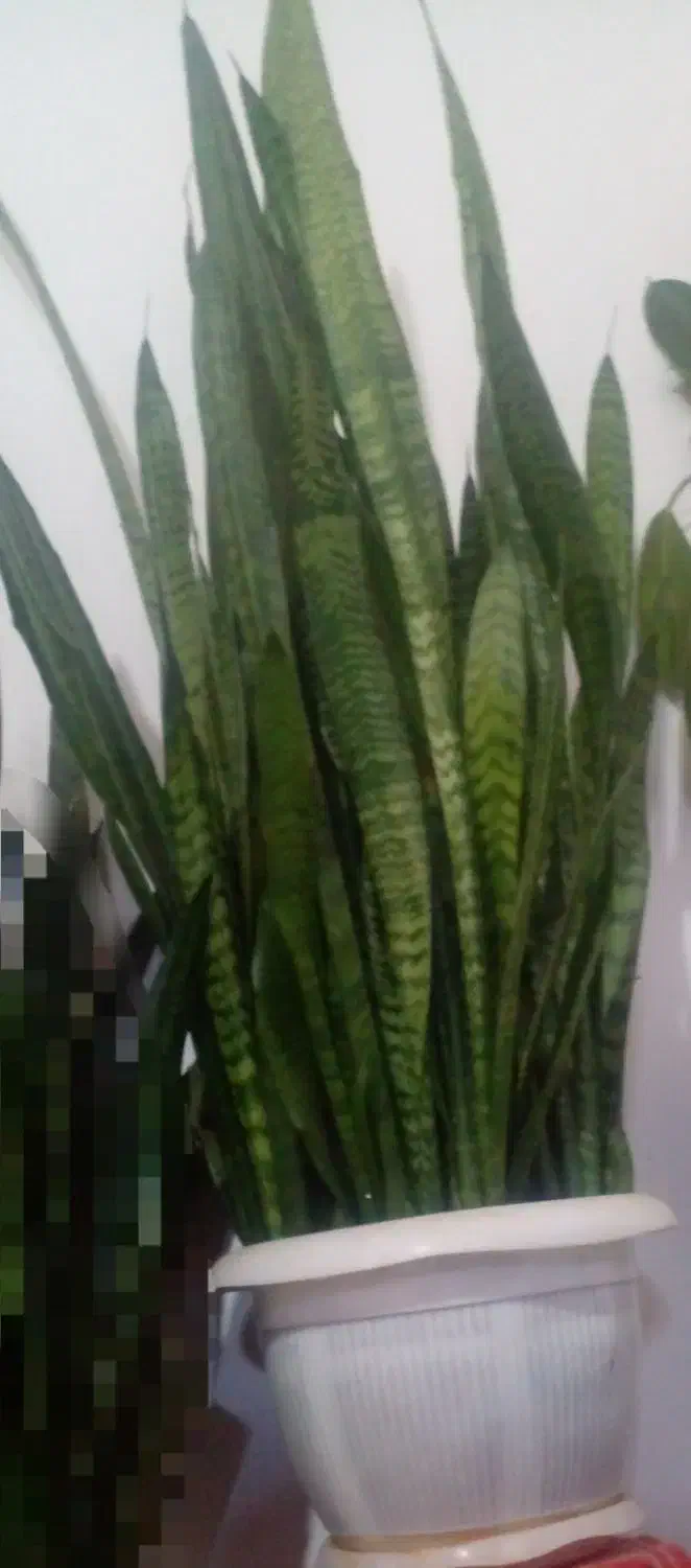 گل سانسوریا|گل و گیاه طبیعی|سنقر, |دیوار