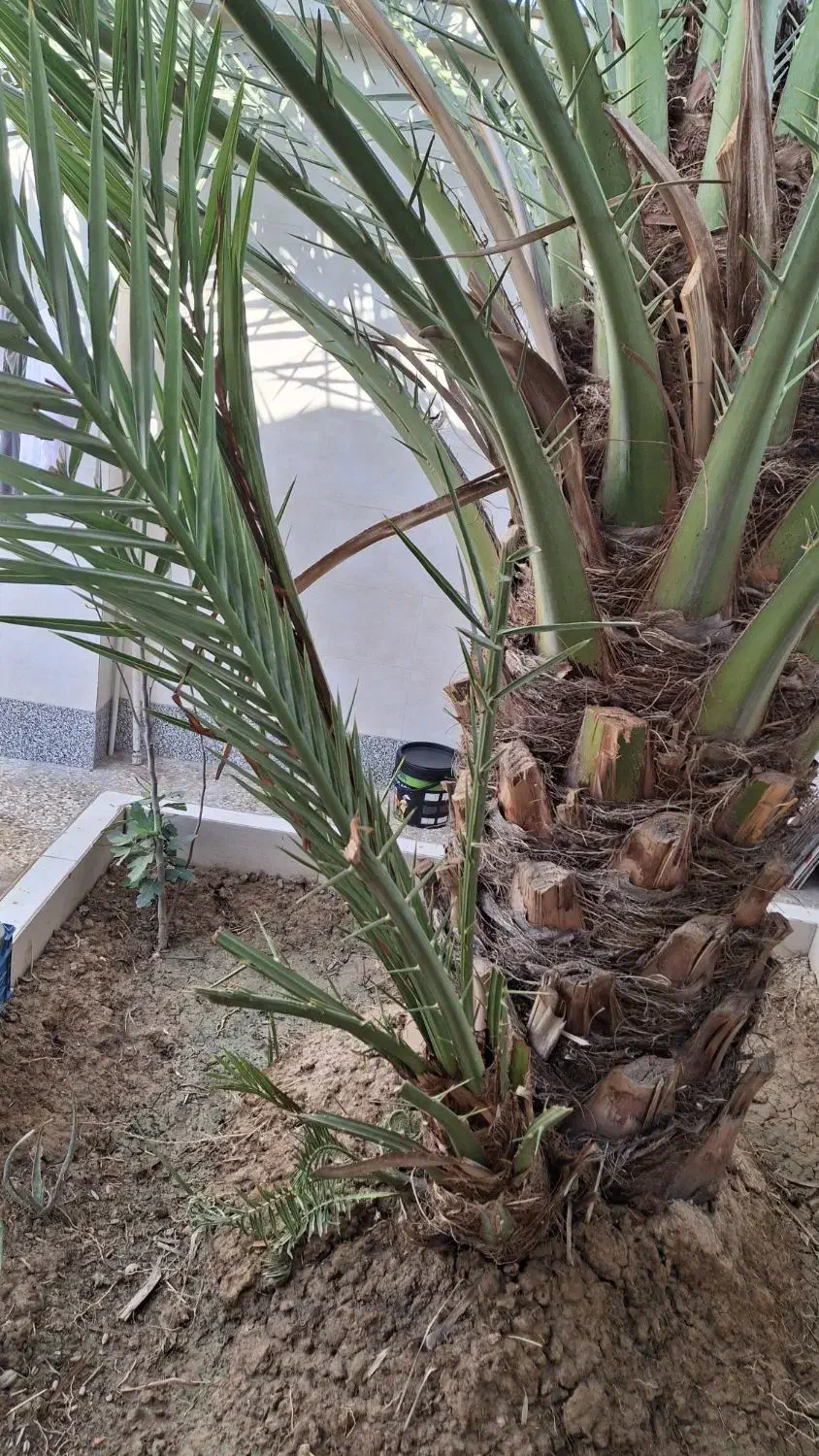 نخل برحی|گل و گیاه طبیعی|رامشیر, |دیوار