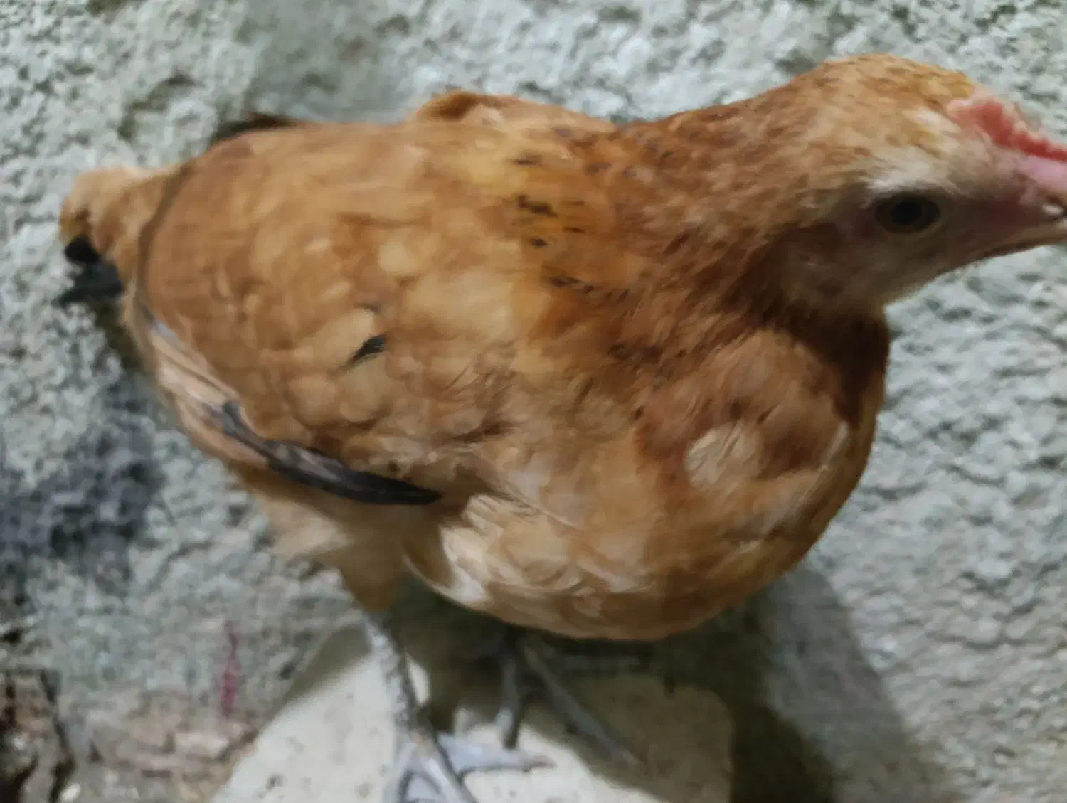 نیمچه|حیوانات مزرعه|اندیمشک, |دیوار