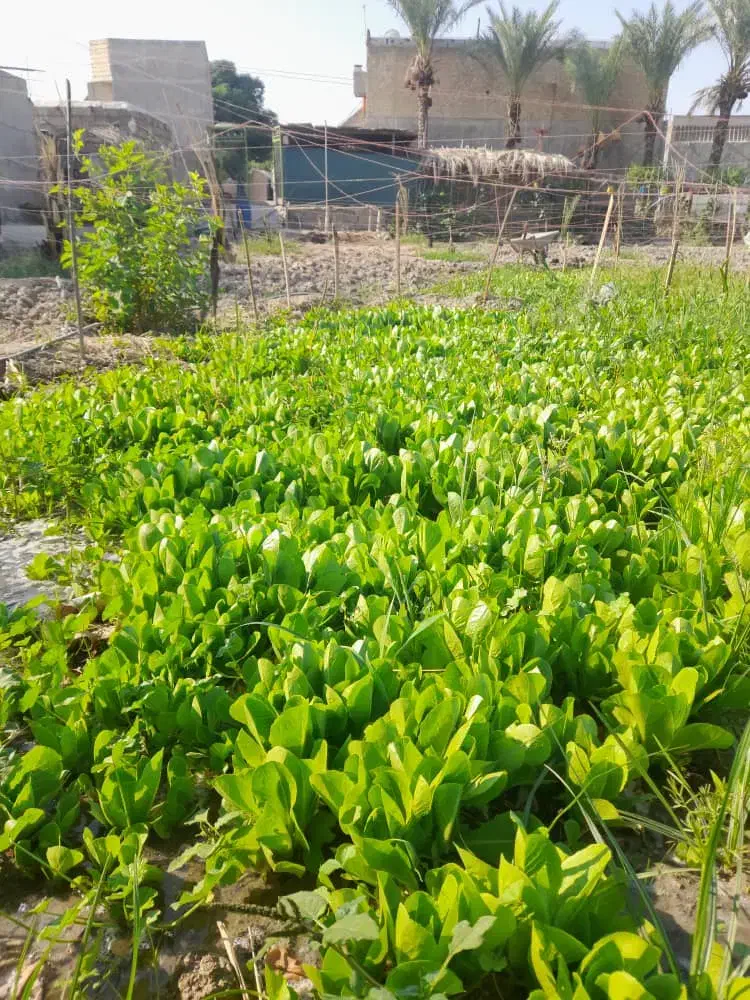 نشاع|خدمات باغبانی و درختکاری|عنبرآباد, |دیوار