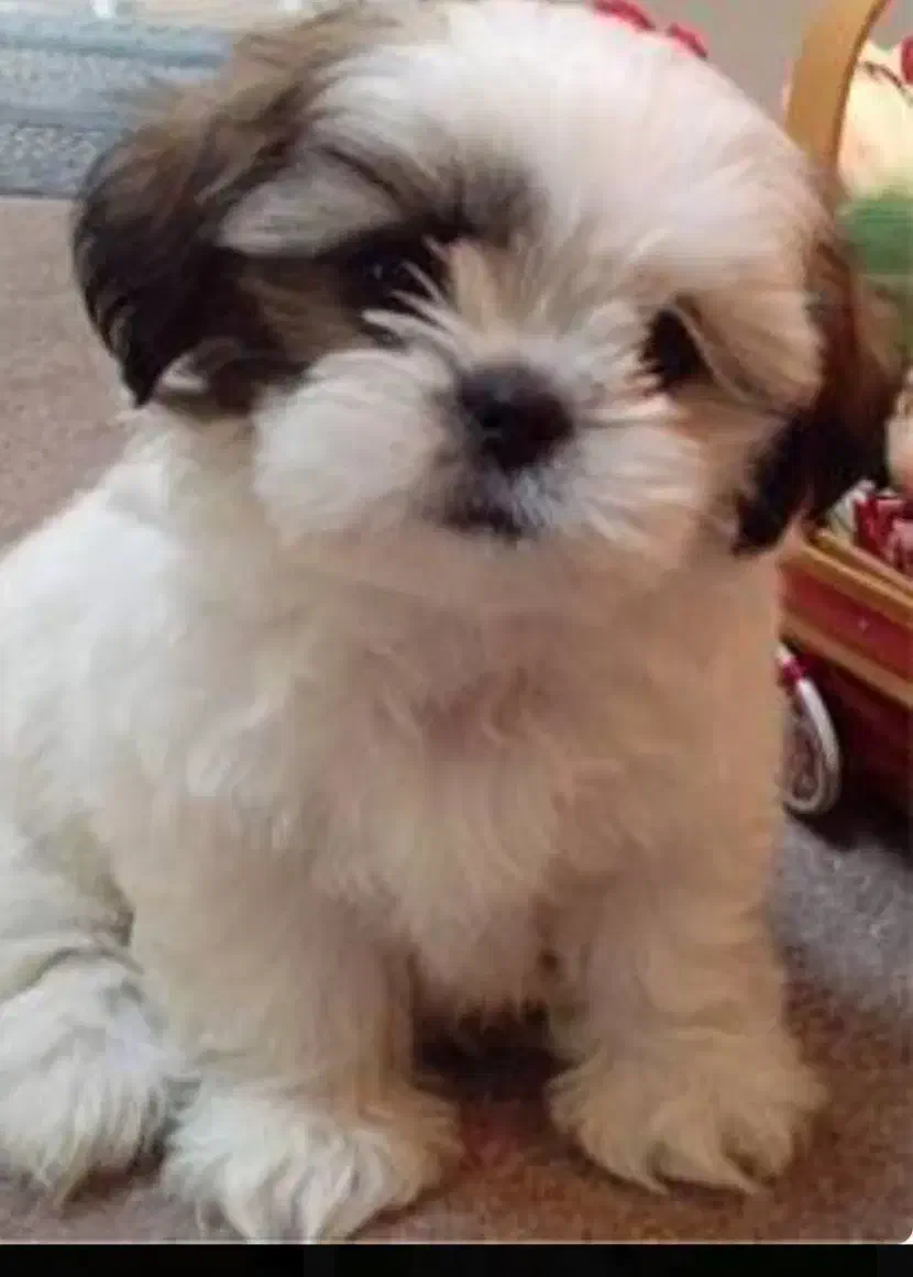 سگ.|سگ|یاسوج, |دیوار