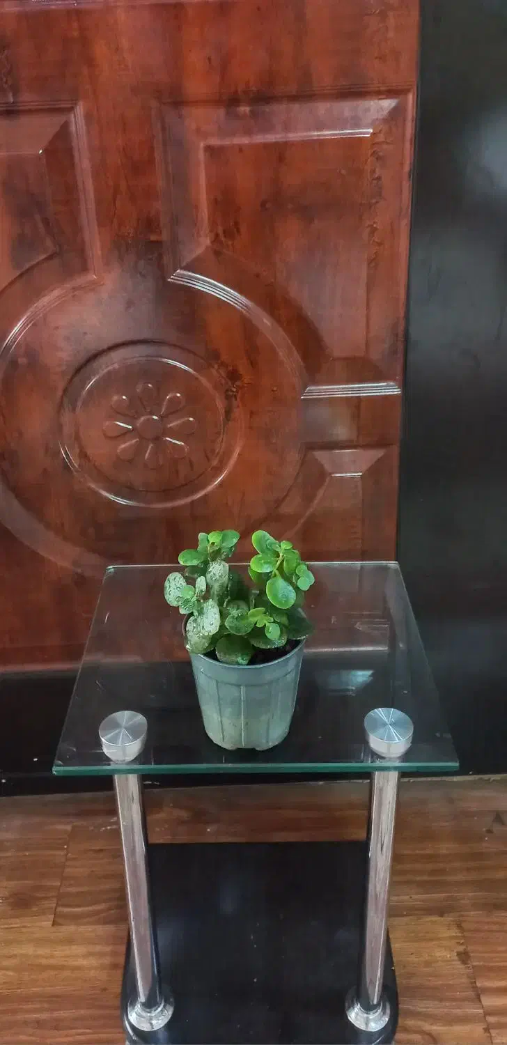 قلمه جوان و شاداب گل طبیعی|گل و گیاه طبیعی|اصفهان, طامه|دیوار