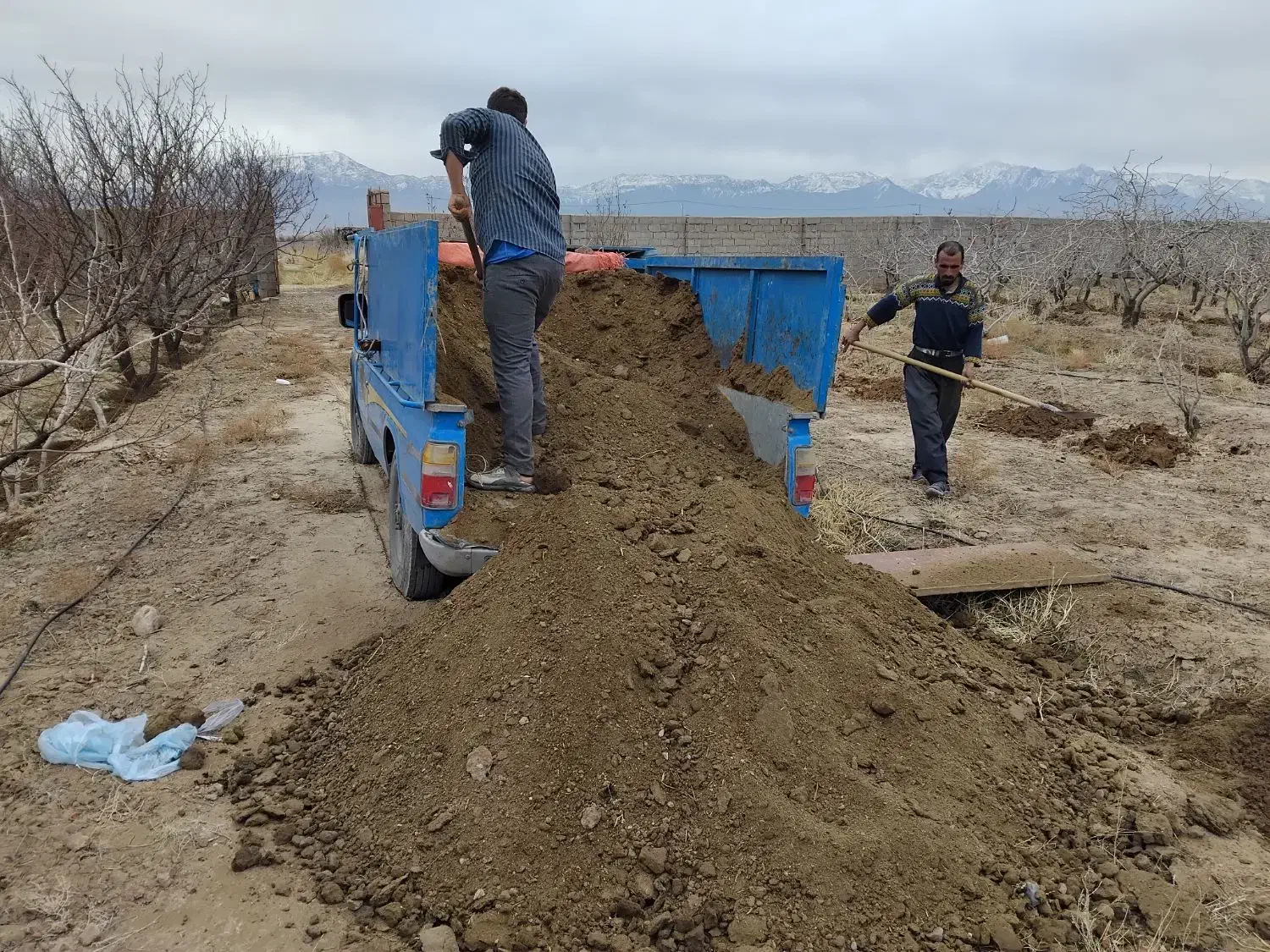 کود گاو مرغی درجه یک.خاک مخصوص باغچه.تعویض خاک|خدمات باغبانی و درختکاری|کرمان, |دیوار