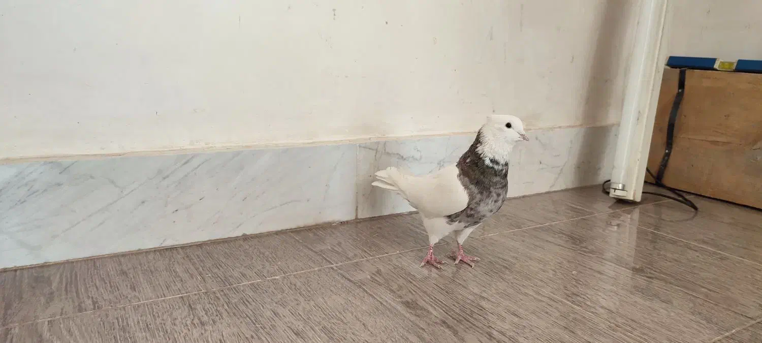 طوق الماسی نر|پرنده|کرمانشاه, |دیوار