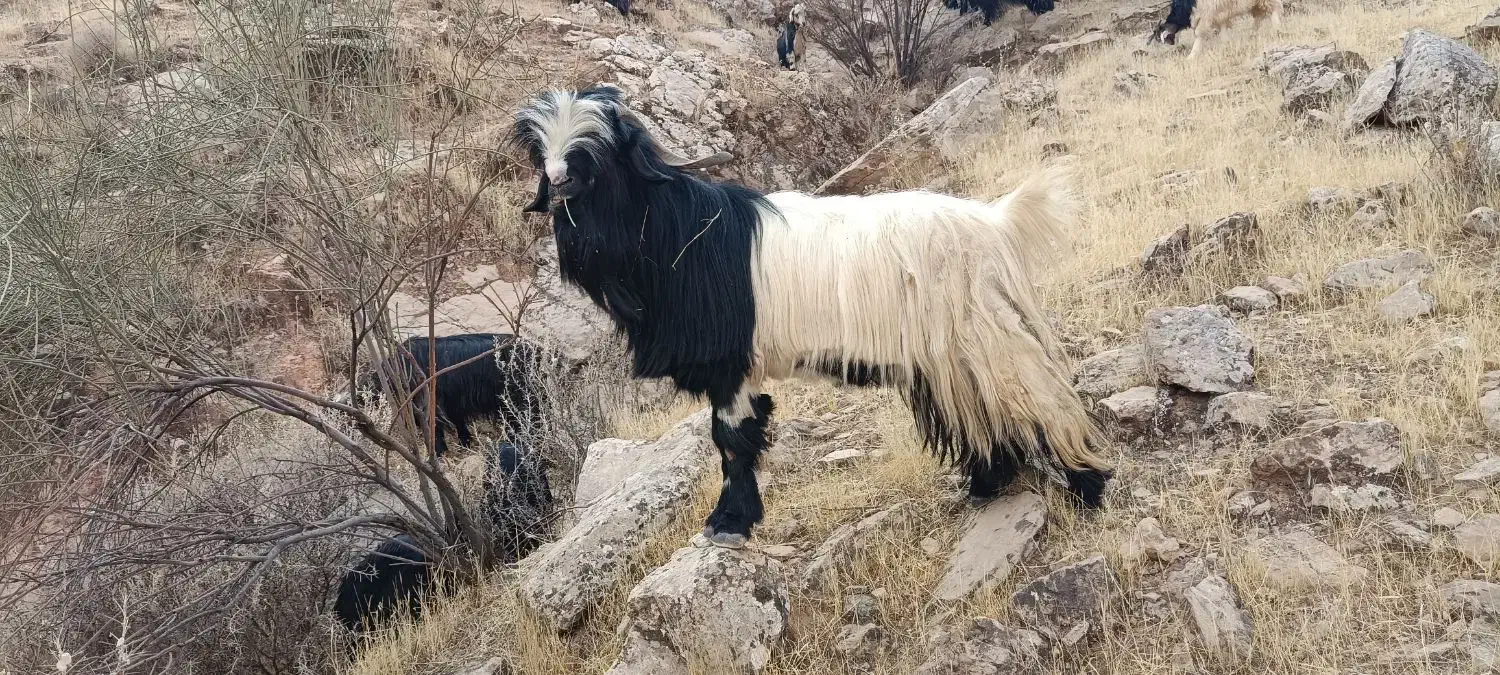 بعده‌فروشی|حیوانات مزرعه|ایذه, |دیوار