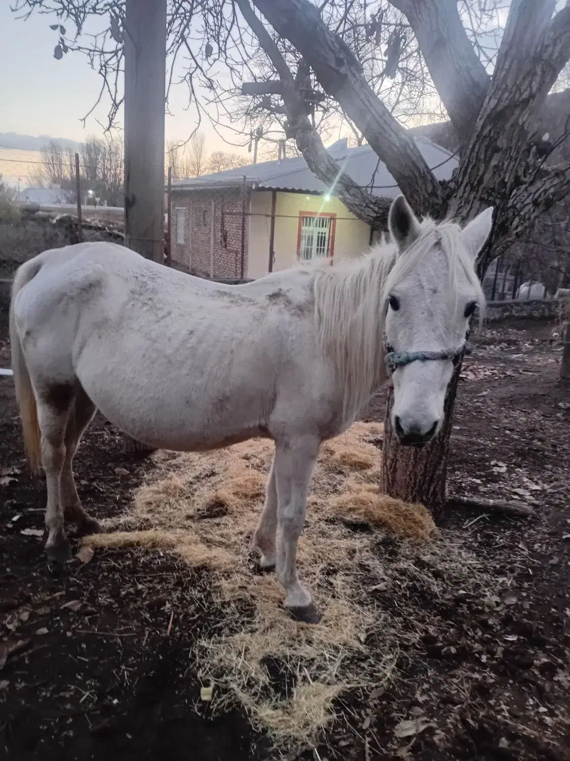 اسب مادیان نژاد کُرد|اسب و تجهیزات اسبسواری|خلخال, |دیوار