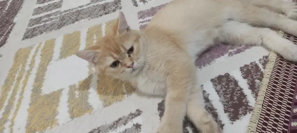 فروش پیشی|گربه|مریوان, |دیوار