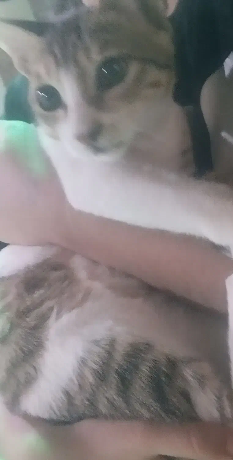 اسیاباد لین ۹ پلاک۷۰|گربه|اهواز, آسیاباد|دیوار