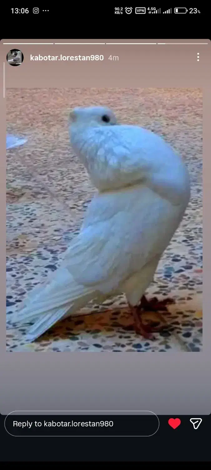 خوشونه لون|پرنده|خرم‌آباد, |دیوار