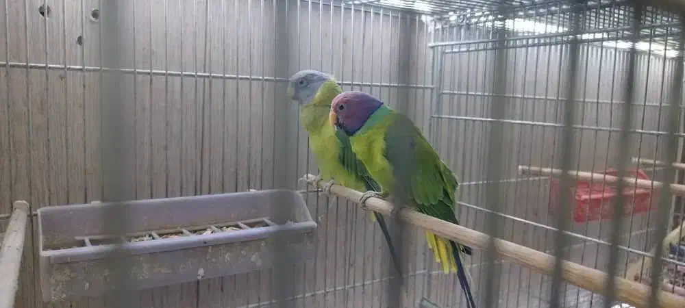 ملنگو زرد مولد|پرنده|اهواز, نادری|دیوار