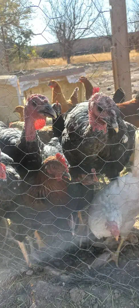 ۵عدد بوقلمون ۸ماهه|حیوانات مزرعه|نیشابور, شهرک اردسمان|دیوار