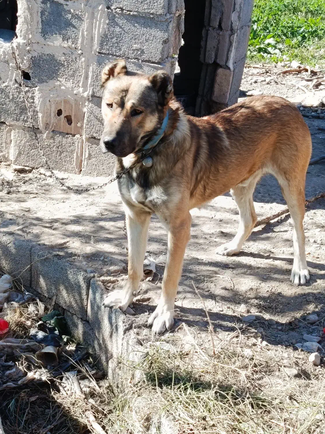 سگ سرابی|سگ|مرند, |دیوار