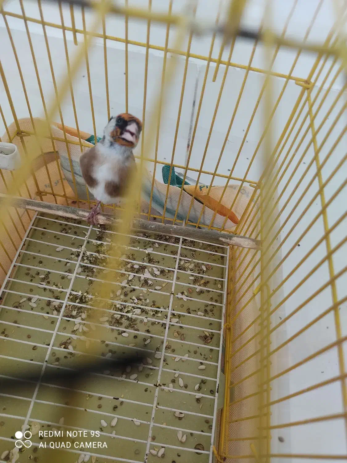 سهره نر|پرنده|همدان, |دیوار