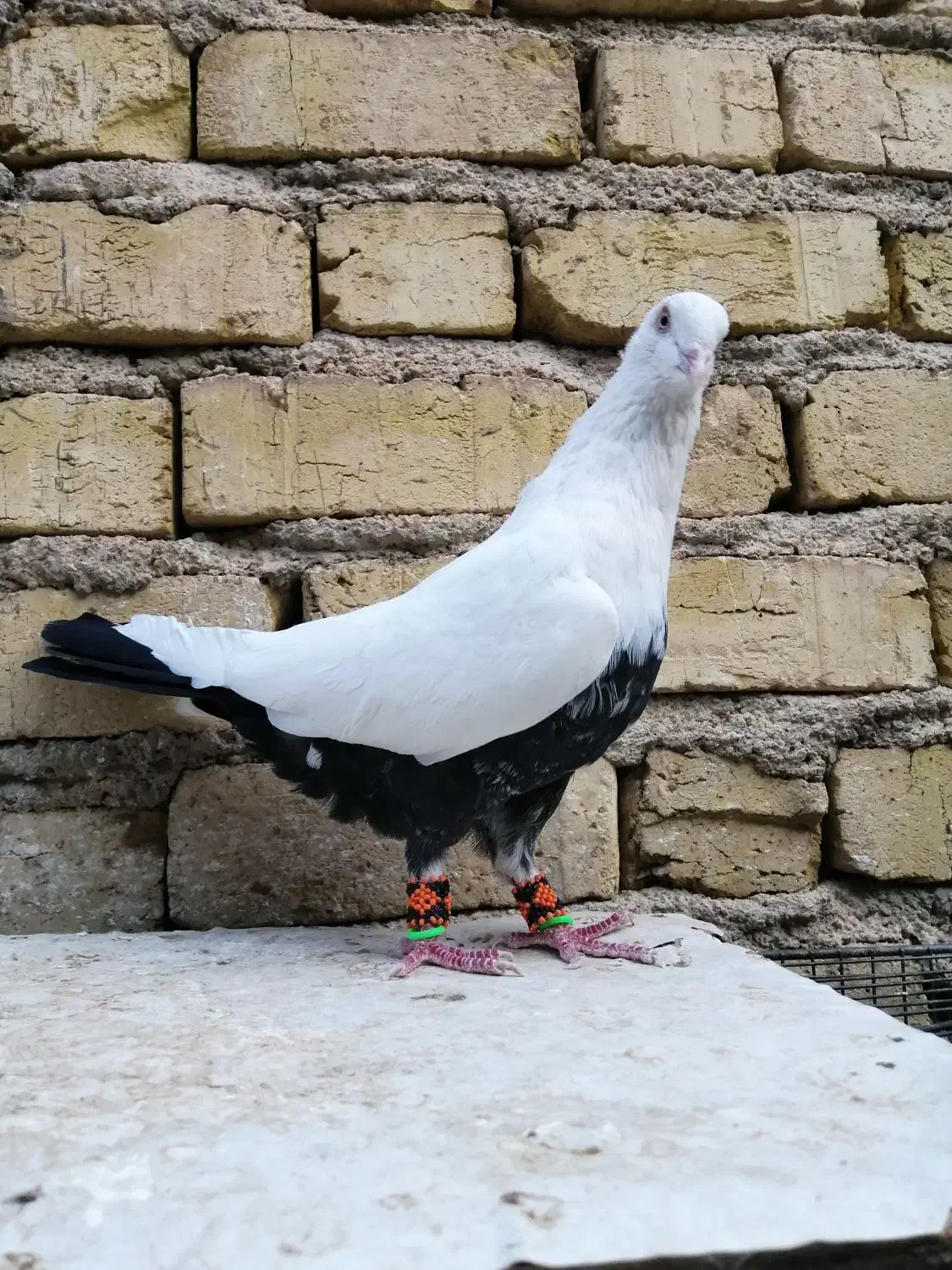 کفتر شهری یال، ، دمبی|پرنده|شیراز, شهرک فرزانگان|دیوار