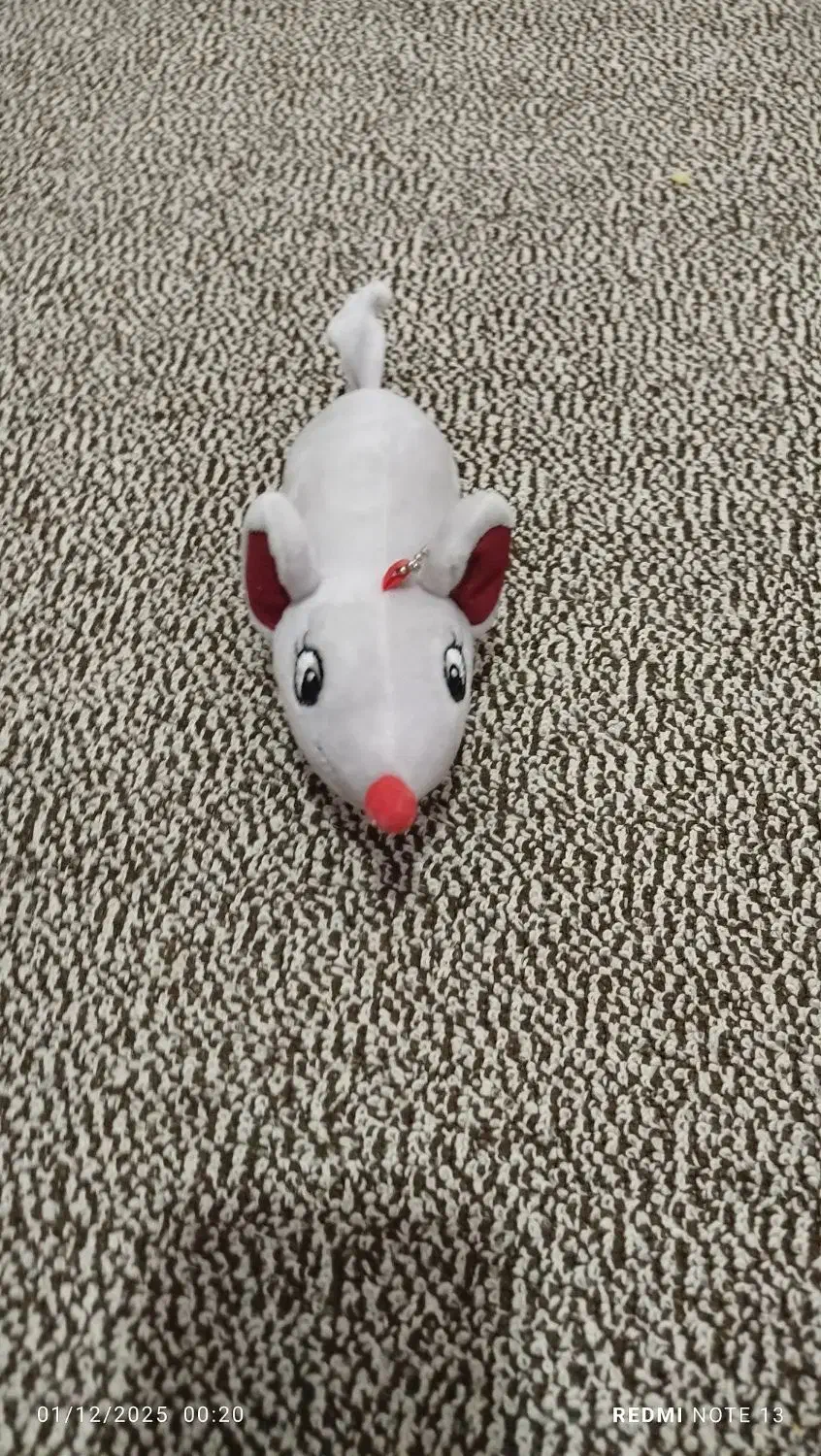 عروسک|اسباببازی|قم, شاه سید علی|دیوار