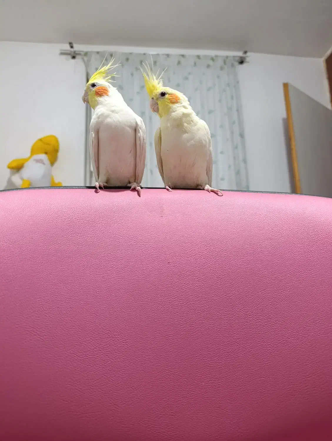 عروس هلندی لاترینو|پرنده|سمنان, |دیوار