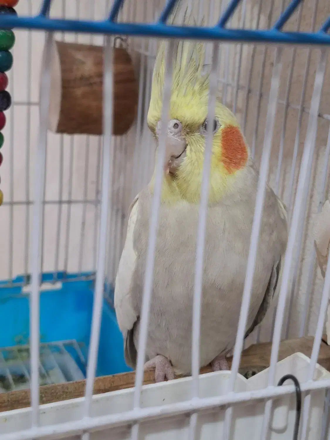 عروس هلندی|پرنده|سرپل ذهاب, |دیوار