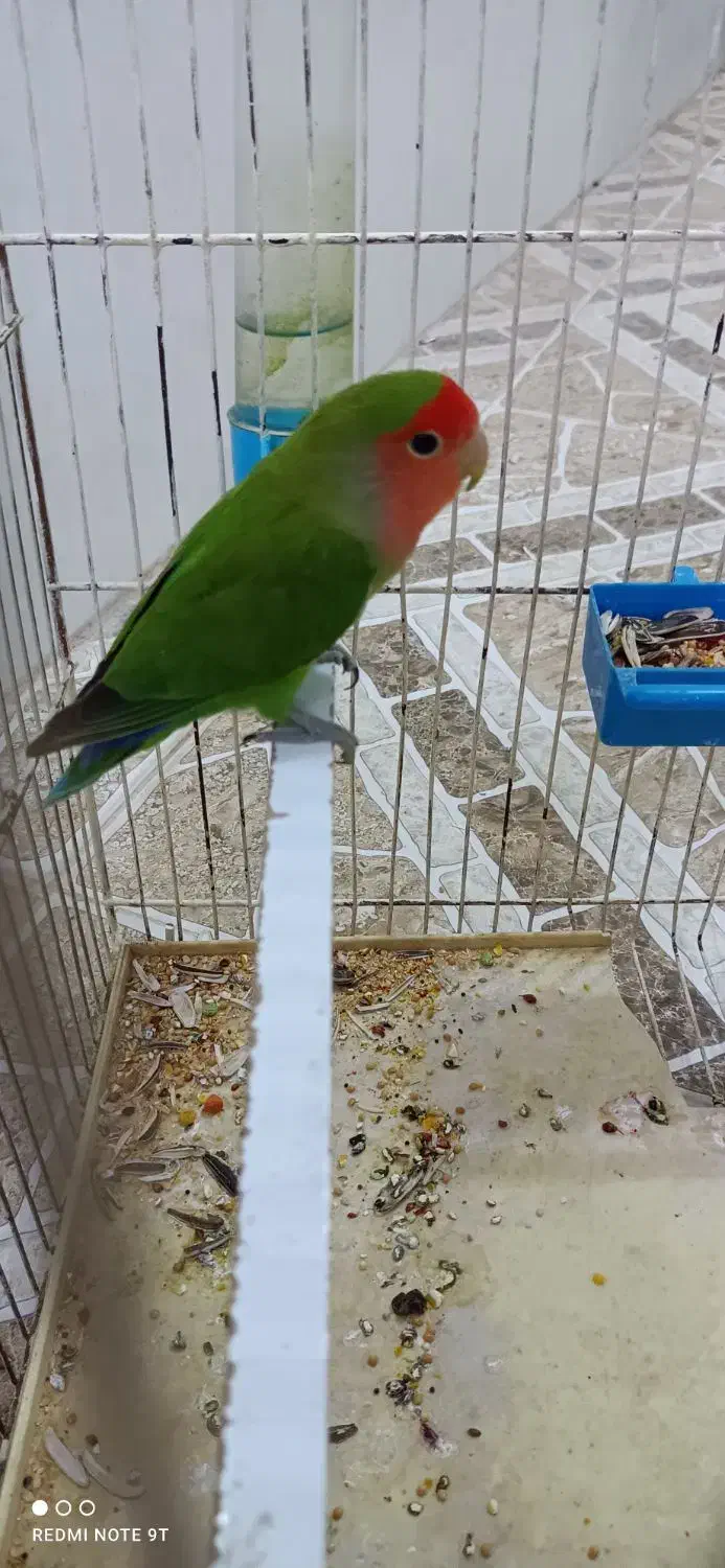 طوطی برزیلی|پرنده|سوری, |دیوار