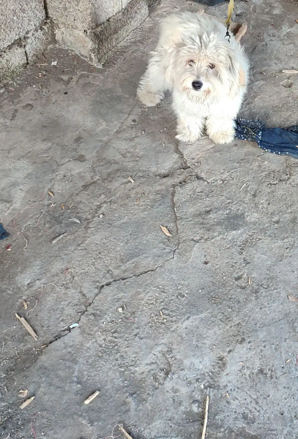 سگ زیبا|سگ|لاهیجان, قیام|دیوار