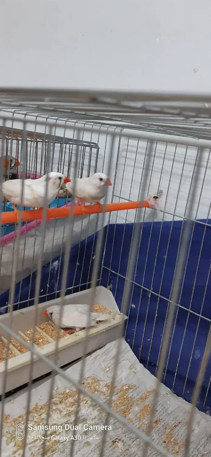 فنچ|پرنده|پاکدشت, شهرک امام رضا|دیوار