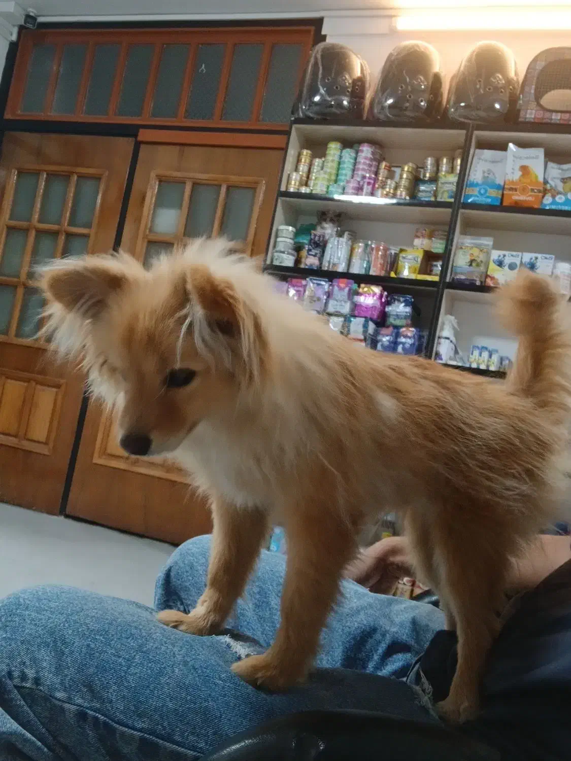 گمشده سگ پامرانین روباهی|حیوانات|خرمآباد, |دیوار