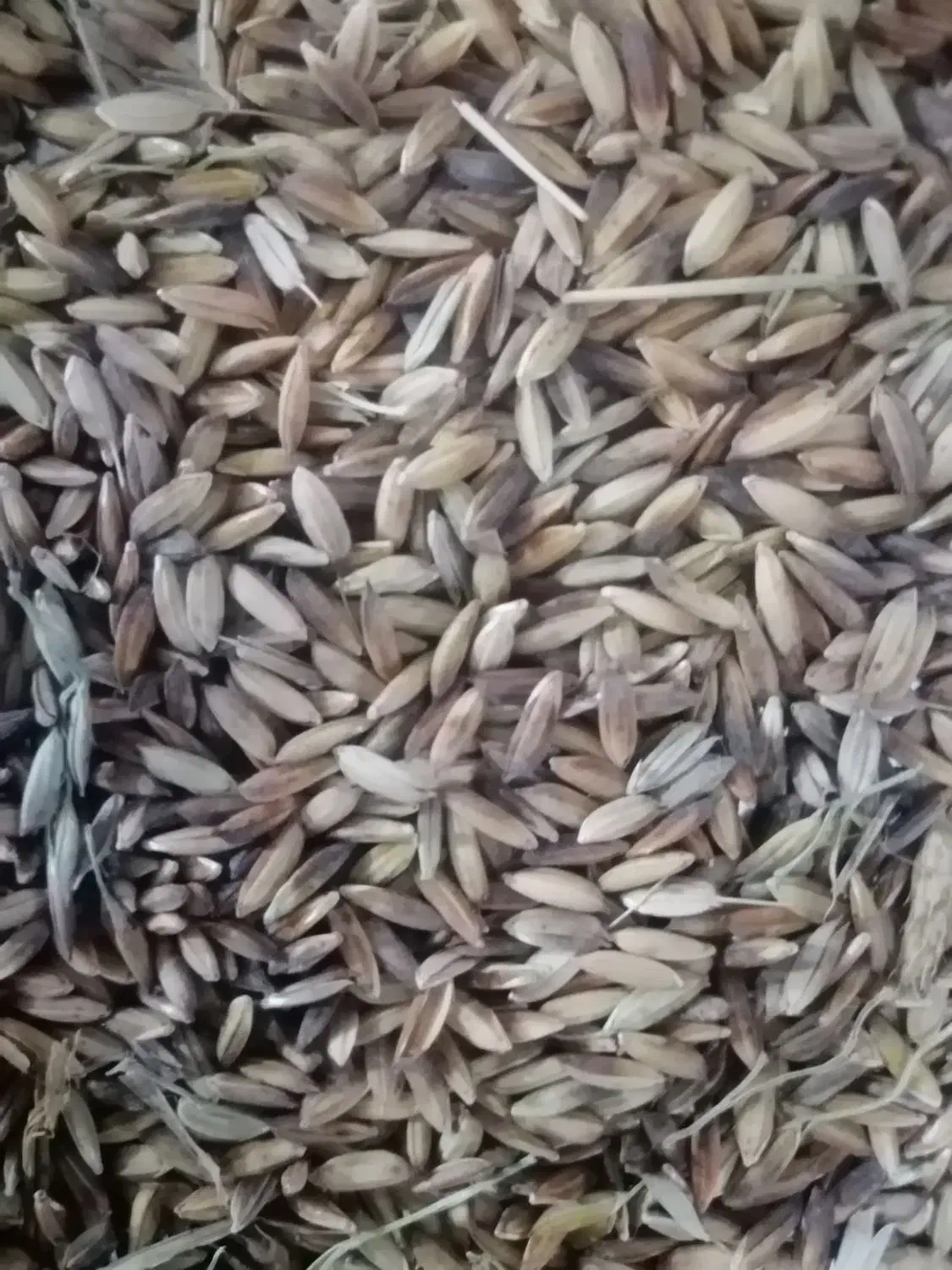 شلتوک|خوردنی و آشامیدنی|باوی, |دیوار