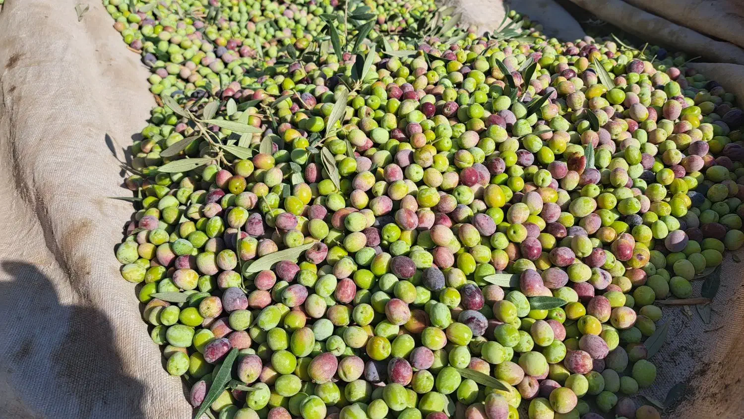 روغن زیتون درختان آربیکن|خوردنی و آشامیدنی|گیلوان, |دیوار