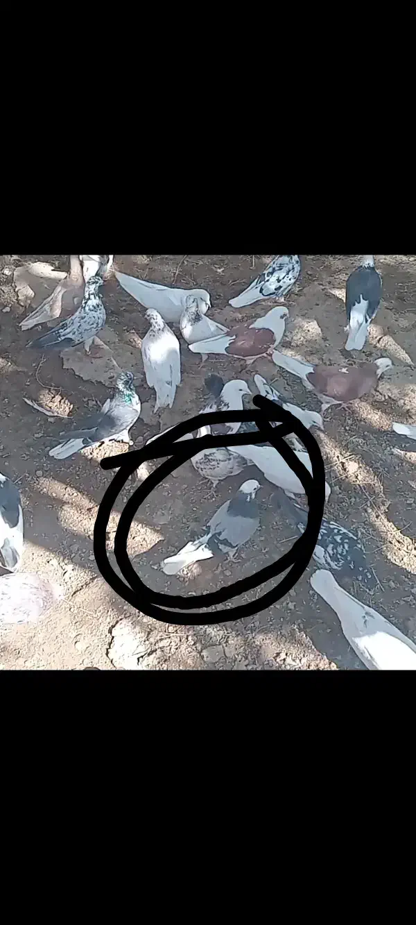 کبوتر|پرنده|ایجرود, |دیوار