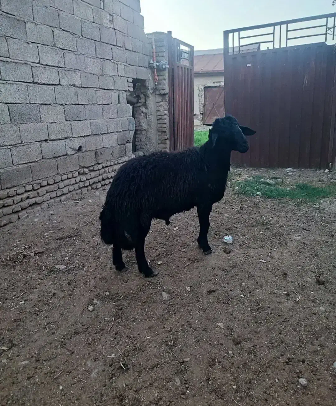 قوچ|حیوانات مزرعه|رامیان, |دیوار