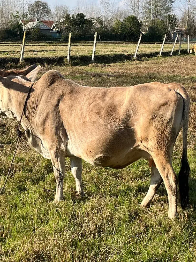 گاو دورگ همراه با گوساله نر|حیوانات مزرعه|رشت, منظریه|دیوار