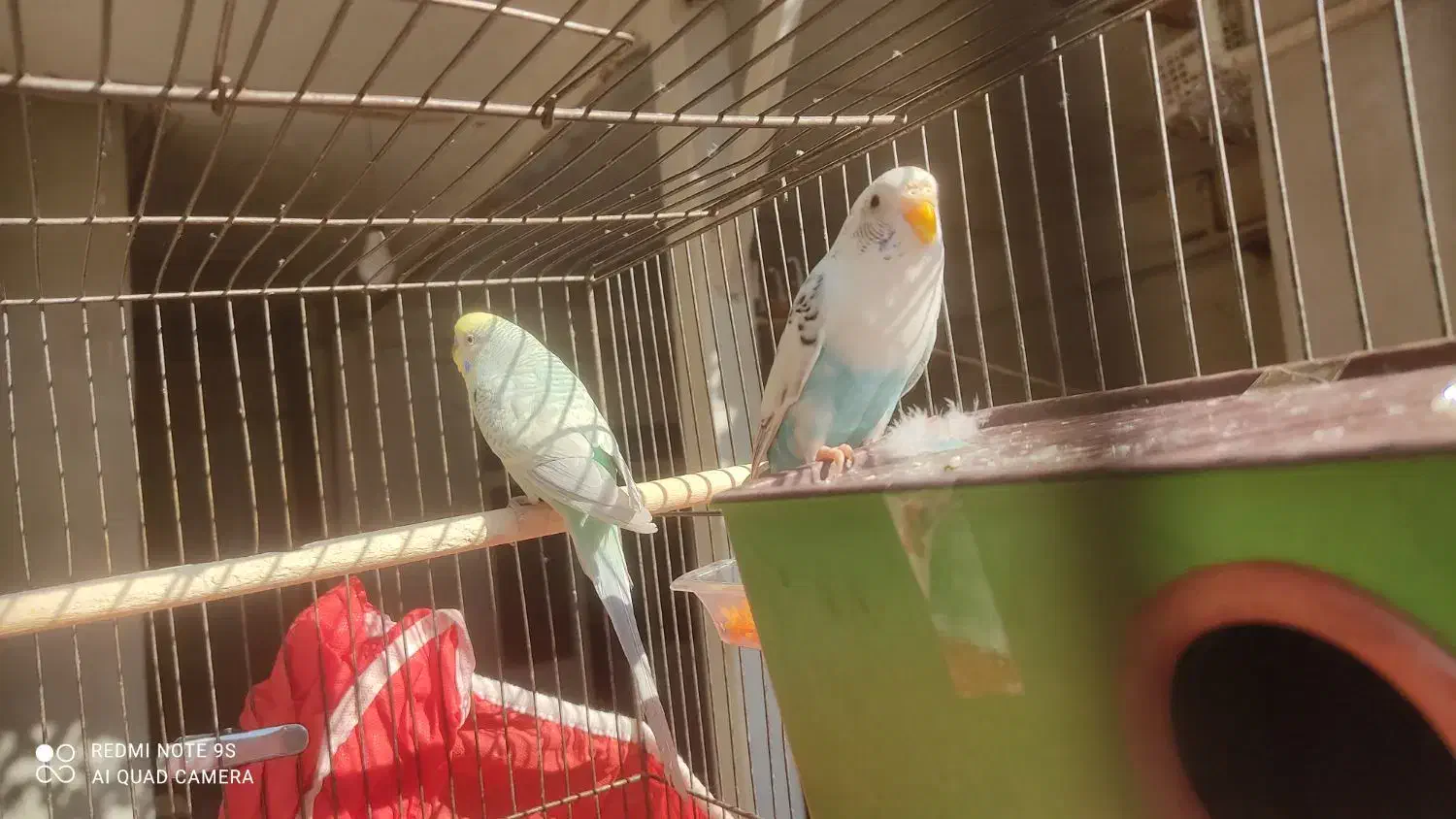 مرغ عشق|پرنده|اقبالیه, |دیوار