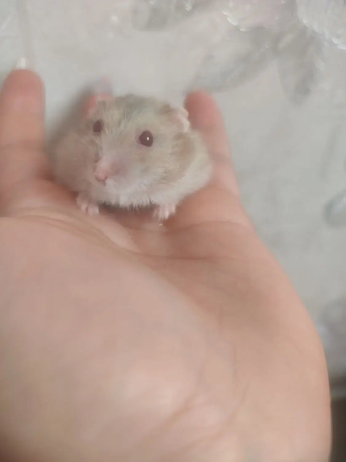 قیمت استثنایی همستر کمپل|موش و خرگوش|سهند, |دیوار