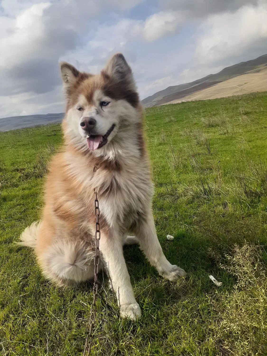 سگ هاسکی|سگ|گرمی, |دیوار